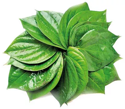 পান (আধা বিরা) ২০ টি | Paan (Betel Leaf)